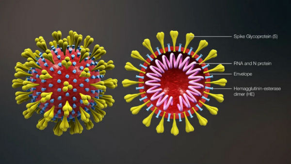  ಏನಿದು ಸ್ಪೈಕ್ ಎಂಬ ಪ್ರೋಟೀನ್?
