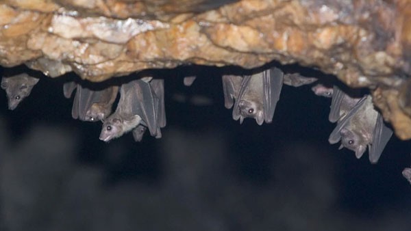 ಮಾರ್ಬರ್ಗ್ ವೈರಸ್ ಇತಿಹಾಸ 