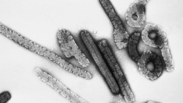 ಎಬೋಲಾ ಆಯ್ತು ಮಾರ್ಬರ್ಬ್ ರೋಗಿಗಳ ಚಿಕಿತ್ಸೆ 