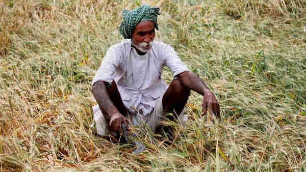  Karnataka Got Green Signal To Buy Green Gram And Urad Dal In MSP 