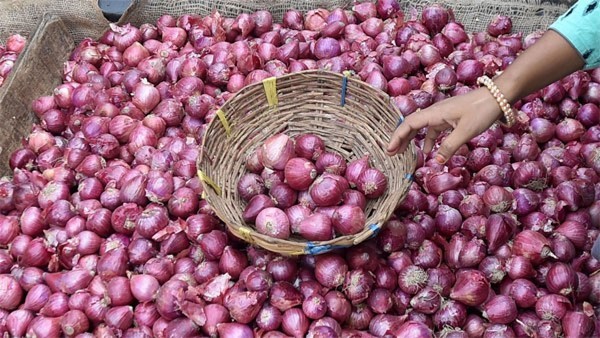 Koppal Horticulture Department suggestion to Onion Growers 