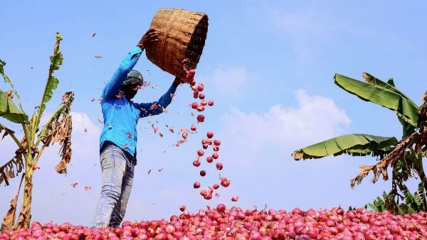 Koppal Horticulture Department suggestion to Onion Growers 