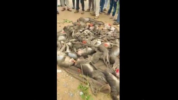 Hassan 39 Monkeys Killing Case; Police Arrest 5 Accused
