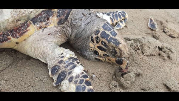 Karwar: A Rare Hawksbill Sea Turtles Deadbody Was Found In Majali Beach