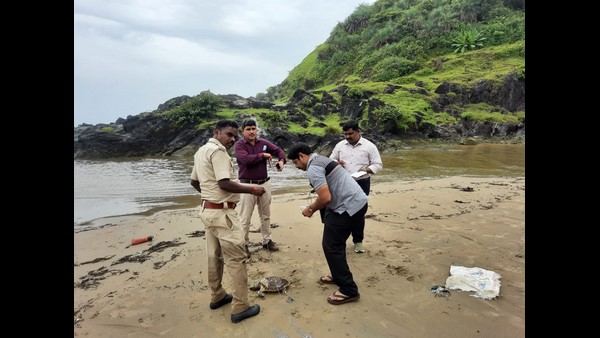 Karwar: A Rare Hawksbill Sea Turtles Deadbody Was Found In Majali Beach
