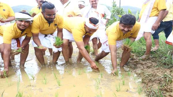 Uttara Kannada District Collector Planted Paddy To Create Awareness About Agriculture