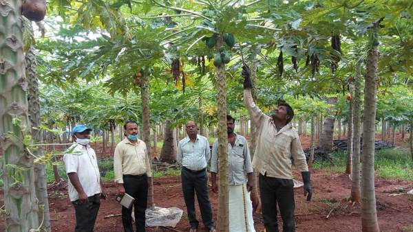 Papaya Cultivation Koppl Farmer Model For Others 