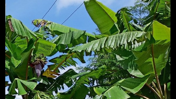  ನರೇಗಾದಲ್ಲಿ 4 ಲಕ್ಷ ರೂ. ವೆಚ್ಚದಲ್ಲಿ ಕಾಂಪೌಂಡ್ ನಿರ್ಮಾಣ