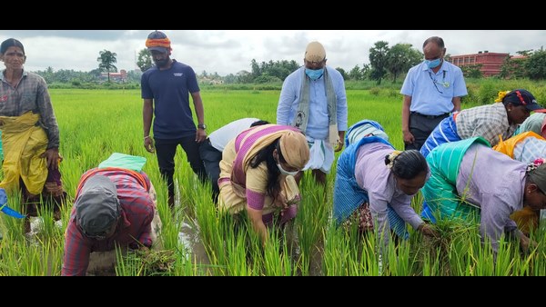  Shobha Karandlaje Works At Paddy Field 