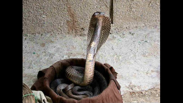  ನಾಗರ ಪಂಚಮಿಯ ಮಹತ್ವ ಏನು?