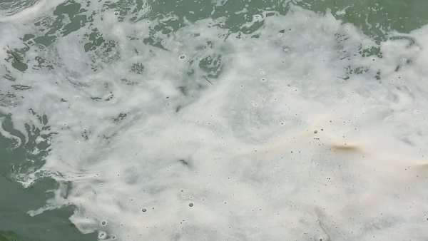 ಸೈನೋ ಬ್ಯಾಕ್ಟಿರಿಯಾ ಎಫೆಕ್ಟ್