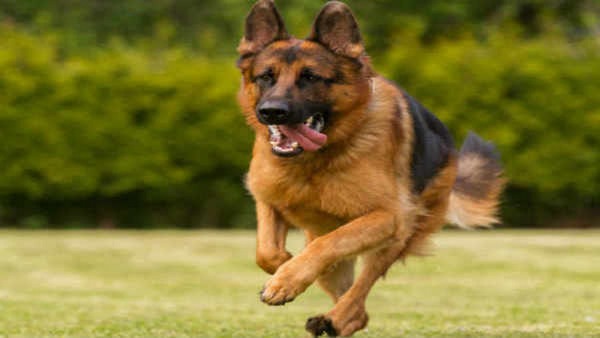 ನಾಳೆ ರೇಬಿಸ್ ಲಸಿಕಾ ಅಭಿಯಾನಕ್ಕೆ ಚಾಲನೆ!