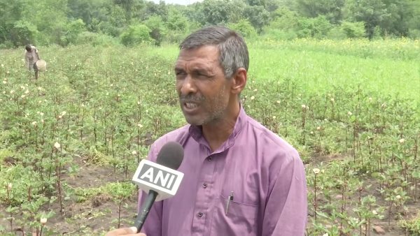 Bhopal Farmer Grows Special Red Lady Finger Costs Rs 800 Per Kg