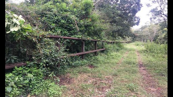 ಕಾಡಾನೆಗಳು ನಾಡಿಗೆ ಬರುವುದು ತಪ್ಪಲಿಲ್ಲ ಕಾಡಾನೆಗಳು ನಾಡಿಗೆ ಬರುವುದು ತಪ್ಪಲಿಲ್ಲ