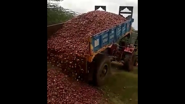  ಈರುಳ್ಳಿಗೆ ಕೊಳೆ ರೋಗ
