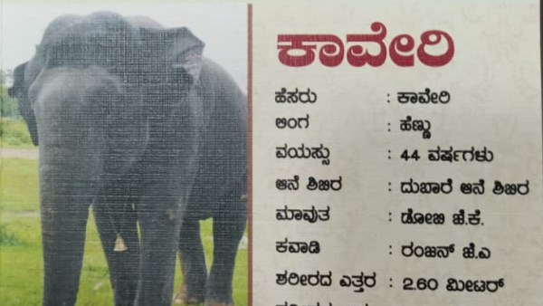 ಕಾವೇರಿ, ಧನಂಜಯ ಆನೆಗಳು