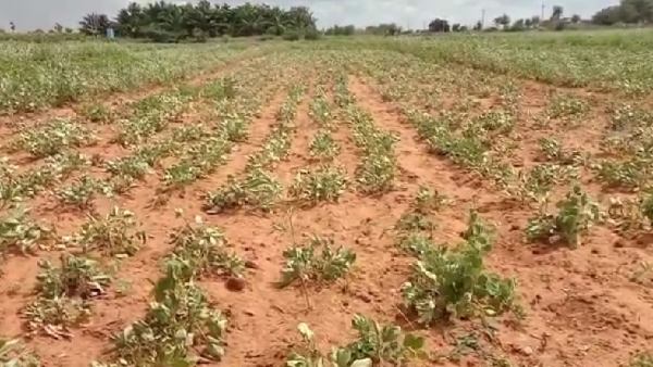 ಬೆಳೆ ಇಲ್ಲದೇ ರೈತರಲ್ಲಿ ಆತಂಕ