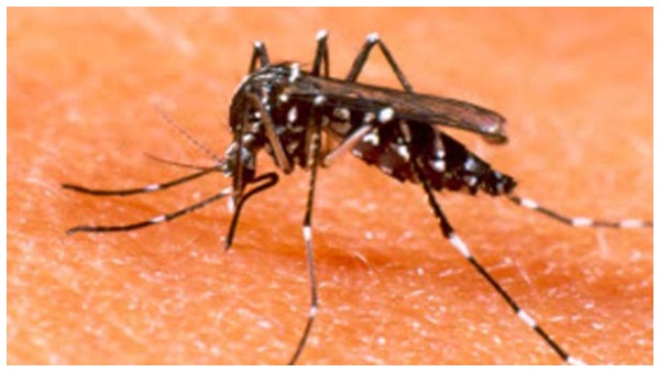 New Viral Infection Bug Mimics Dengue In Bengaluru New Viral Infection Bug Mimics Dengue In Bengaluru