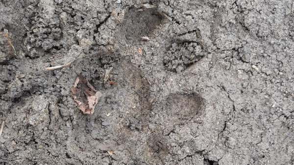 Search Operation Continue To Catch Leopard At Dharwad 