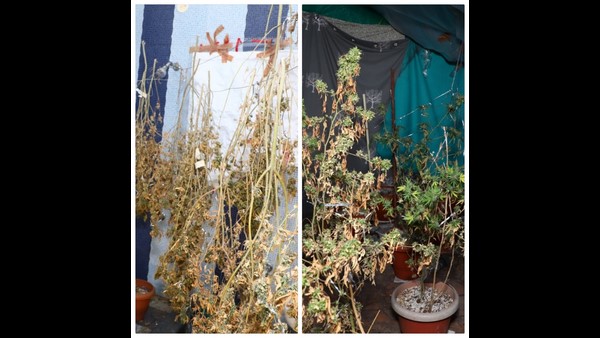 CCB Arrest 4 Persons Including 2 Iranian Who Grew Hydro Ganja In A Villa Near Bidadi