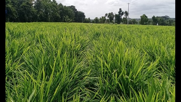  ನಷ್ಟ ಮಾಡಿಕೊಂಡವರ ಸಂಖ್ಯೆ ದೊಡ್ಡದು