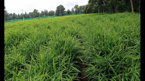  ಕೀಳಿಸಿದ ಕೂಲಿಯೂ ಬಾರದ ದುಸ್ಥಿತಿ