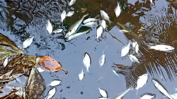 Fish Found Dead In Udupi Papanasini River Ane Pramana By Officials 