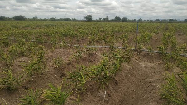 ಕೊರೊನಾ ಸಂದರ್ಭದಲ್ಲಿ ಬೇಡಿಕೆ 