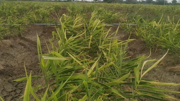 ಲಕ್ಷಾಂತರ ರೂಪಾಯಿ ಲಾಭದ ನಿರೀಕ್ಷೆಯಲ್ಲಿ