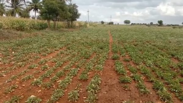 ಶೇಂಗಾ ಬಿತ್ತನೆಯಾಗಿದೆ