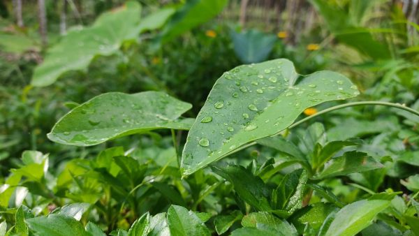 Mangaluru Plant Researchers Get Patent For Anti Cancer Compound Invention 