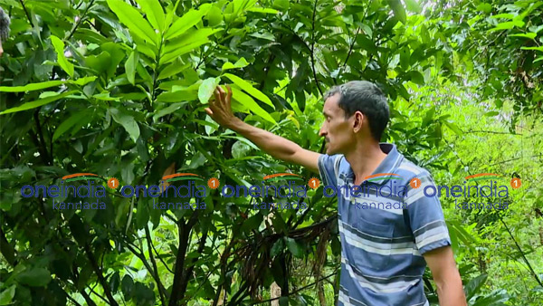  ಗಿಡ ಬೆಳೆಸುವುದನ್ನು ಹವ್ಯಾಸವಾಗಿ ಆರಂಭಿಸಿದ ಅನಿಲ್