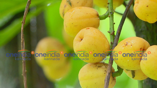  ದೇಶೀ ಹಣ್ಣುಗಳನ್ನಾಗಿ ಮಾರ್ಪಡಿಸಿದ್ದಾರೆ