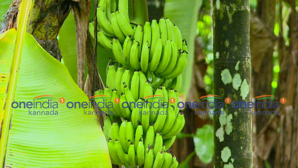  10 ಸಾವಿರ ರೂ. ಬೆಲೆ ಬಾಳುವ ಗಿಡಗಳು