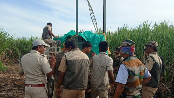 ಬೋನಿನಲ್ಲಿ ಬಂಧಿಯಾದ ಚಿರತೆ