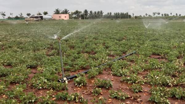 ಒಣಗುತ್ತಿರುವ ಇತರೆ ಬೆಳೆಗಳು 