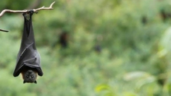 ಇನ್ನೂ ಲಸಿಕೆ ಕಂಡು ಹಿಡಿದಿಲ್ಲ ಇನ್ನೂ ಲಸಿಕೆ ಕಂಡು ಹಿಡಿದಿಲ್ಲ