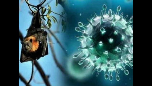 Nipah Antibodies Found In 2 Varieties Of Bats Informs Kerala Health Minister