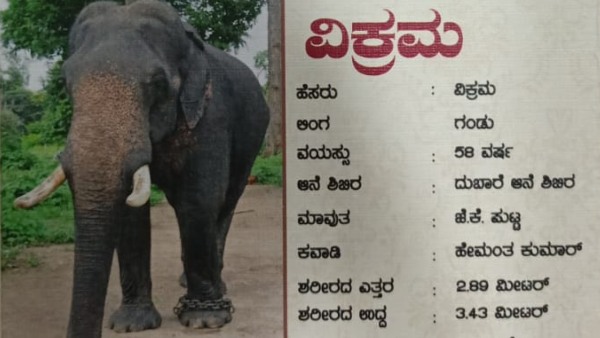 ವಿಕ್ರಮ, ಅಶ್ವತ್ಥಾಮ ಆನೆಗಳು