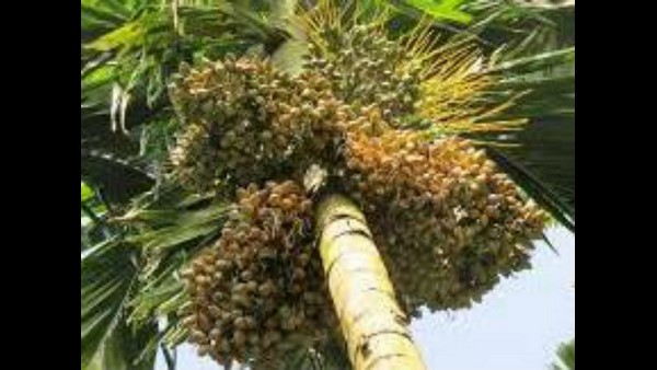 Arecanut Prices Increase; Growers Mood Towards Plantation Expansion