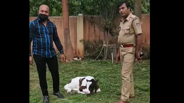 Bengaluru: Police Officer who loves cow died of heart attack Bengaluru: Police Officer who loves cow died of heart attack