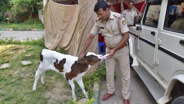 Bengaluru: Police Officer who loves cow died of heart attack Bengaluru: Police Officer who loves cow died of heart attack