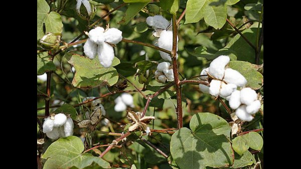 ಭಾರತದಲ್ಲೂ ಇದೇ ಸಮಸ್ಯೆ ಭಾರತದಲ್ಲೂ ಇದೇ ಸಮಸ್ಯೆ