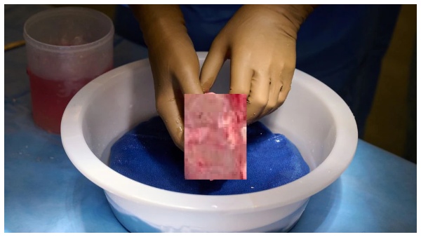 ಹಂದಿಯ ವಂಶವಾಹಿಗಳಲ್ಲಿ ಬದಲಾವಣೆ