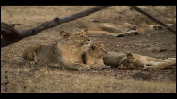  ವಿಶ್ವ ಪ್ರಾಣಿಗಳ ದಿನದ ಉದ್ದೇಶವೇನು?