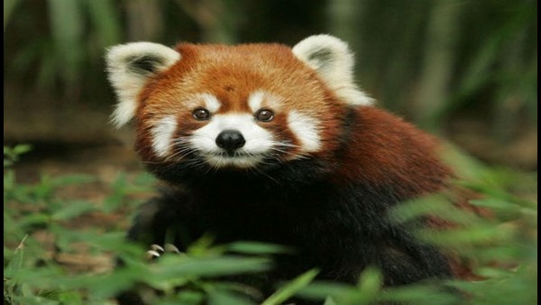  ವಿಶ್ವ ಪ್ರಾಣಿಗಳ ದಿನದ ಇತಿಹಾಸ ತಿಳಿಯಿರಿ