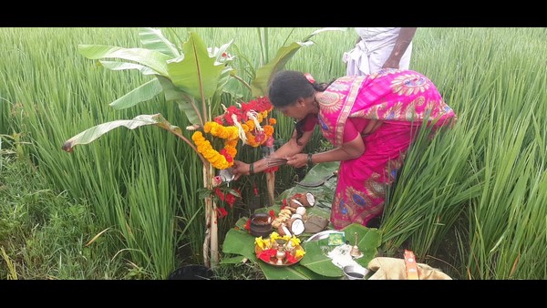  ಫಸಲಿಗೆ ತಾಳಿ ಕಟ್ಟುತ್ತಾರೆ