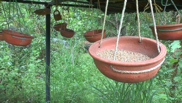 ಏಳು ವರ್ಷಗಳಿಂದ ಪಕ್ಷಿಗಳ ಆರೈಕೆ