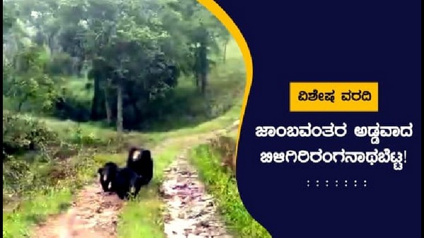 ಆಗಾಗ್ಗೆ ದರ್ಶನ ನೀಡುವ ಕಾಡು ಪ್ರಾಣಿಗಳು