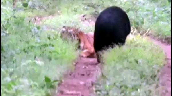 ಬಿಳಿಗಿರಿರಂಗನಬೆಟ್ಟದಲ್ಲಿ ಕಂಡ ಜಾಂಬವಂತರು